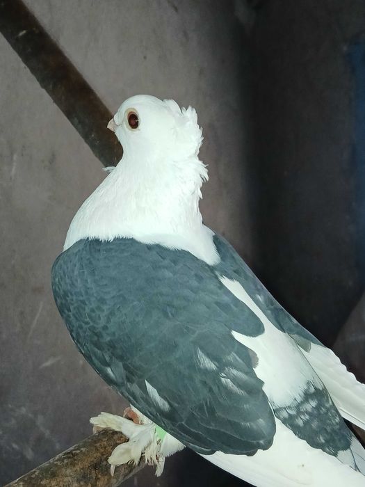 Vând sau schimb satinet