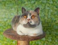 Pisică British Shorthair