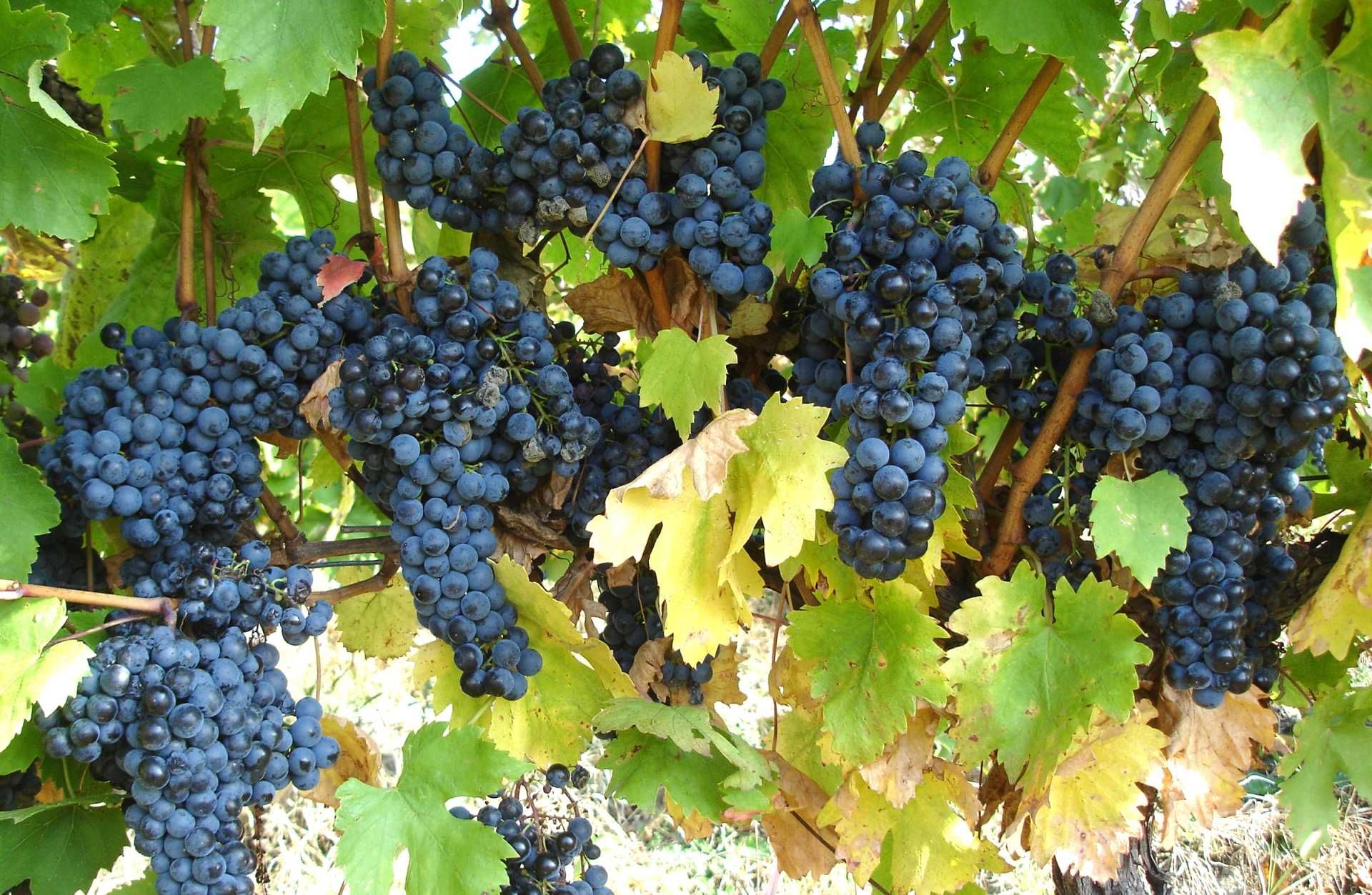 Struguri de vin pret producator soiuri alb-negru, transport gratuit