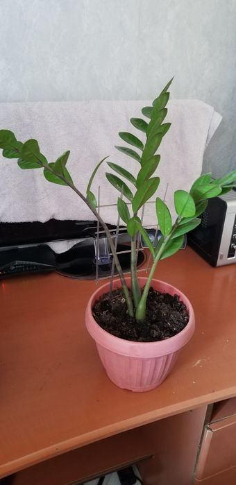 Продам  комнатные растения