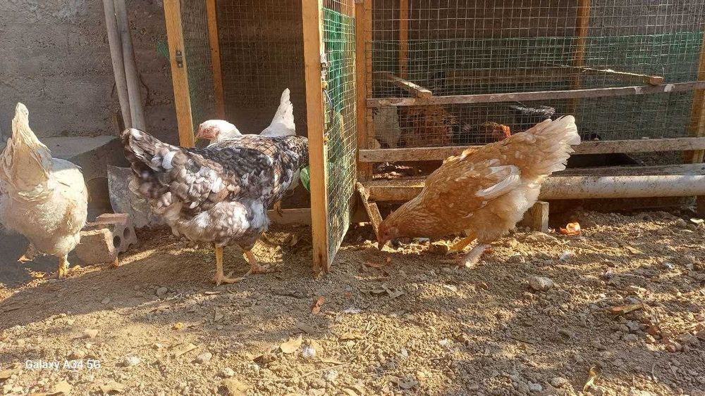Срочно продаётся курицы и петух
