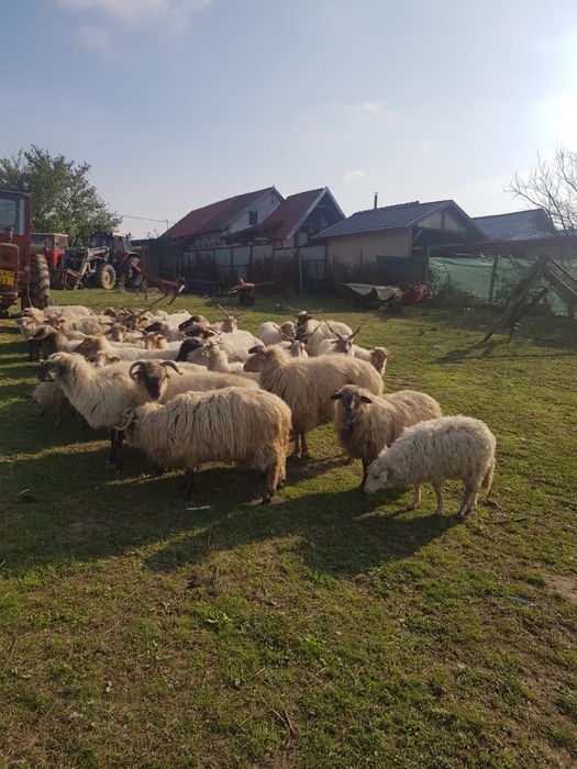 Vand reforme 40 bucati