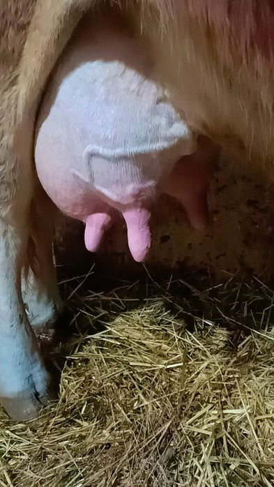 Vindem 3 vaci bălțate