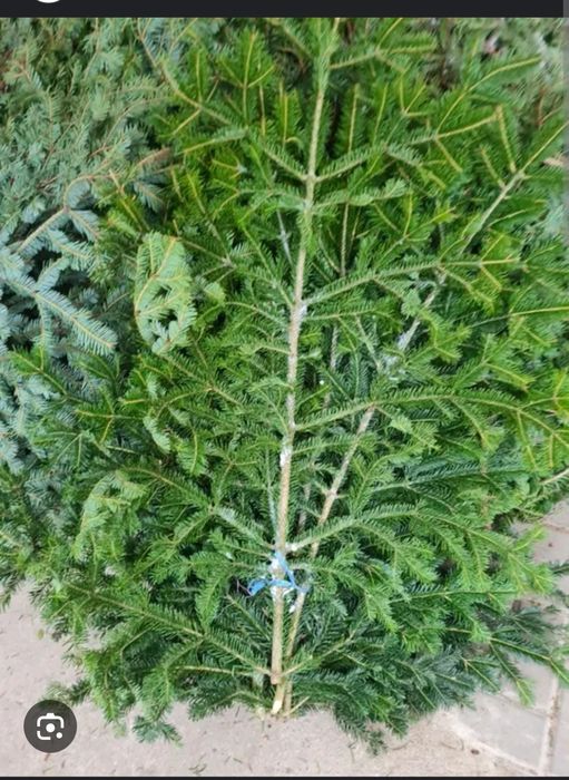 Cetina de brad molid