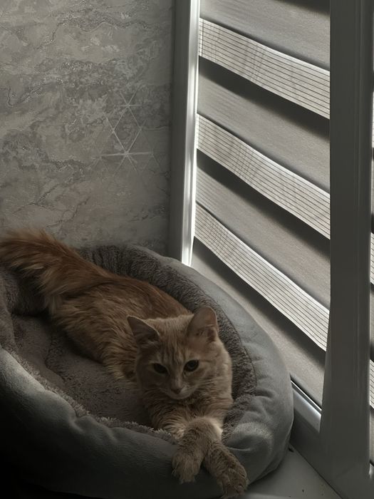 Отдам в хорошие руки