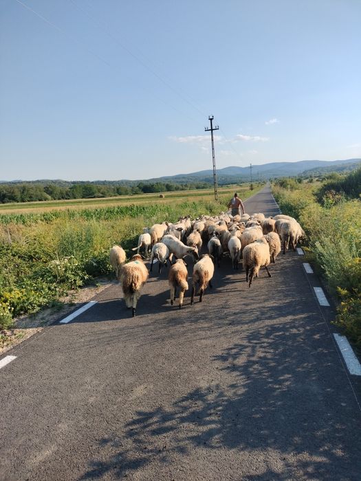 Oii Țurcane de vânzare