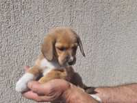 Căţel pui din mamă beagle