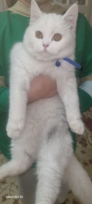 Продаётся британский котенок