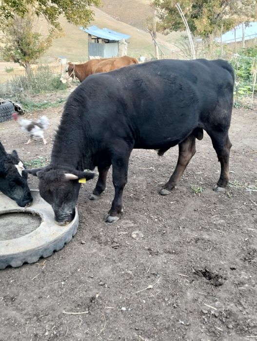 Бык продам Бычка Бука откорм