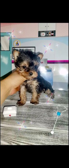 Йоркширски териер мини ЖЕНСКИ