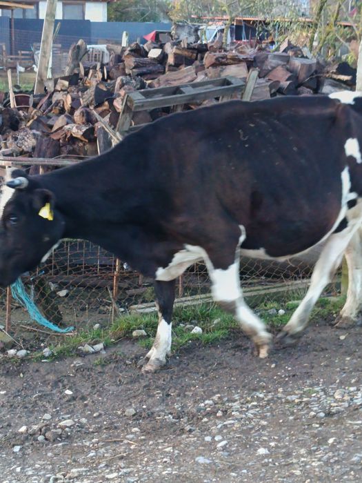 Vând vaci și juninci