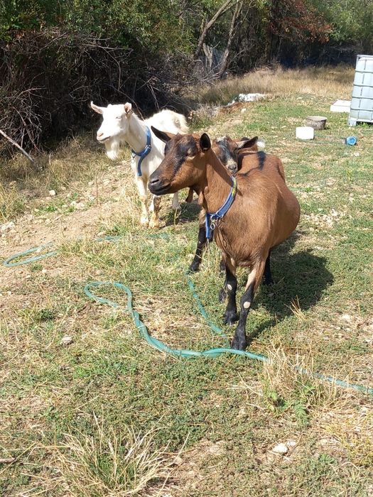 Vand capre alpine,sanen