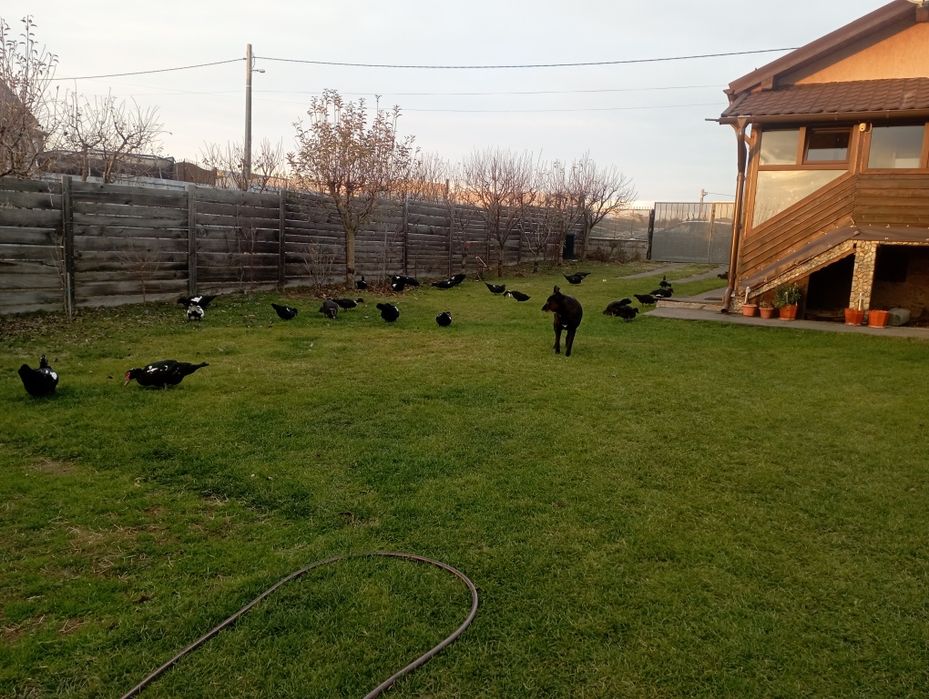 Rate mute crescute liber