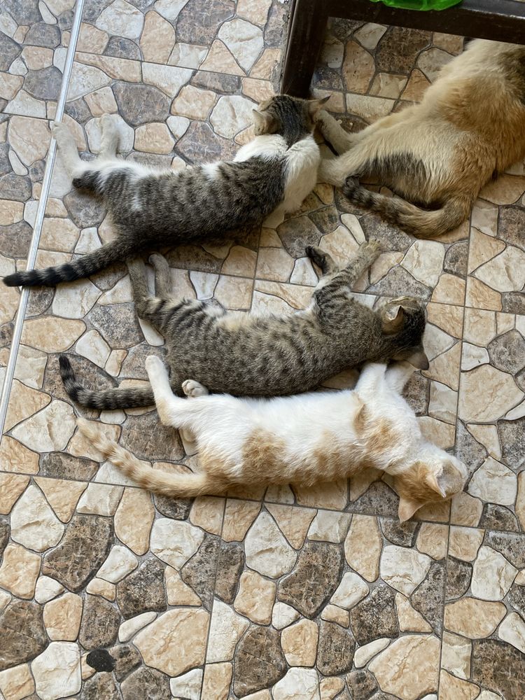 Mushuk TEKINGA beriladi