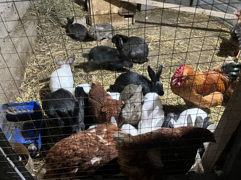 Кролики ровныйда сатылады