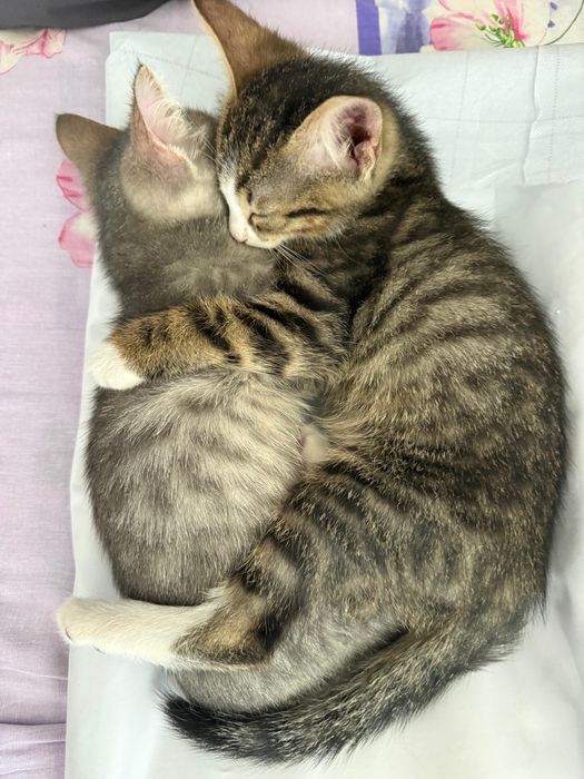 Отдам в добрые руки милых котят.
