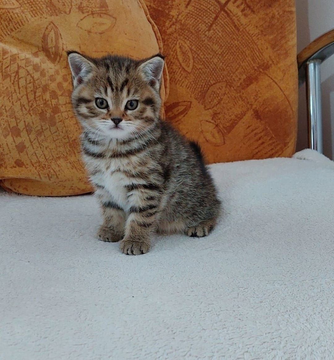 American shorthair