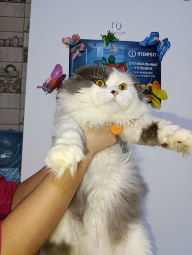 Asal kuyovga kelin kerak