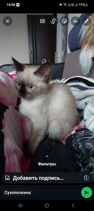 Отдам сладкую булочку в добрейшие ручки