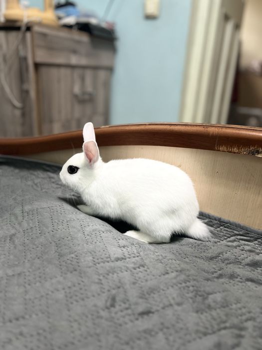 Продается декоротивный кролик