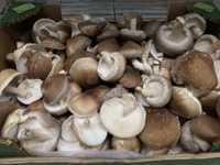 Ciuperci shiitake