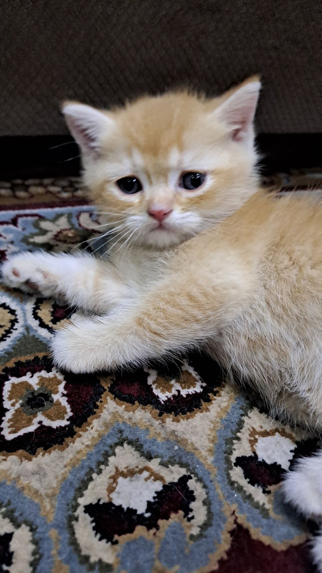 Котёнок, 5 недельная шиншилла