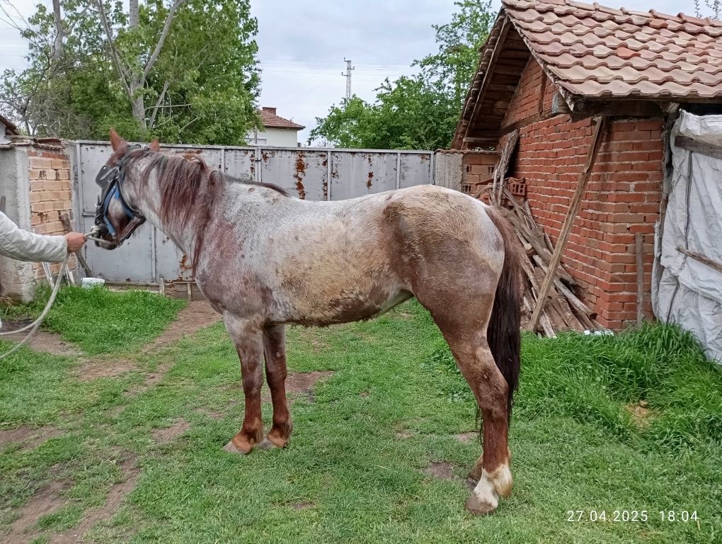 Кобила  ( Арденка )