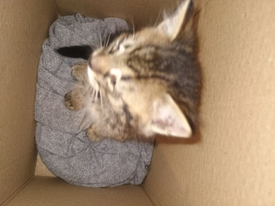 Ofer pisic spre adopție