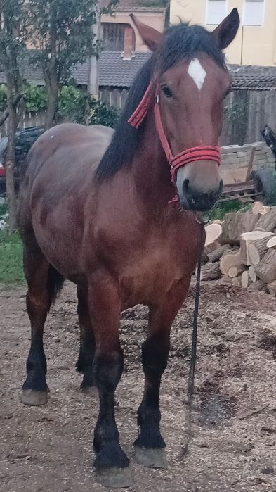 Vind minz de 1.7 luni invățat la ham