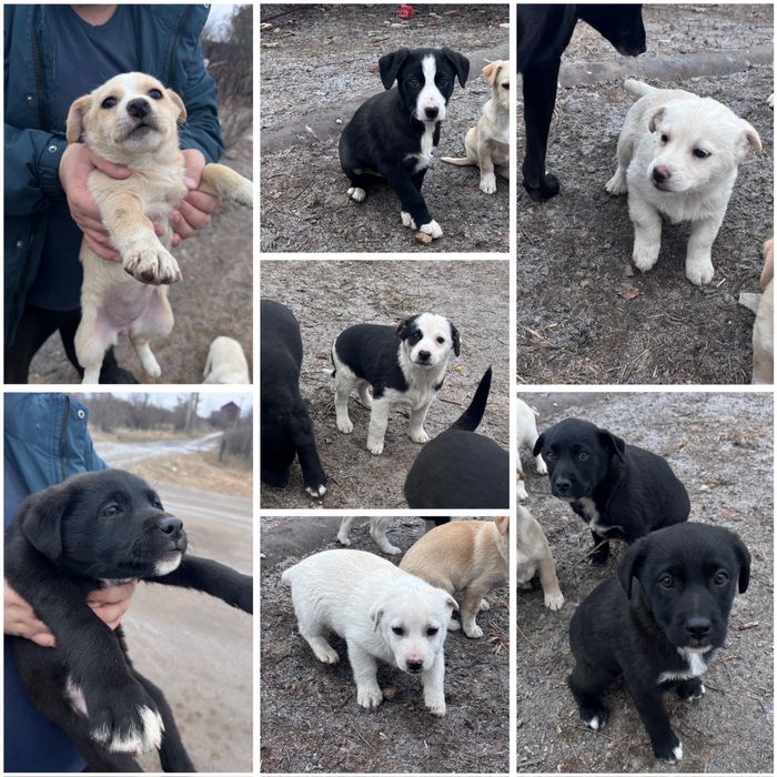 Щенки на пристройство в добрые руки