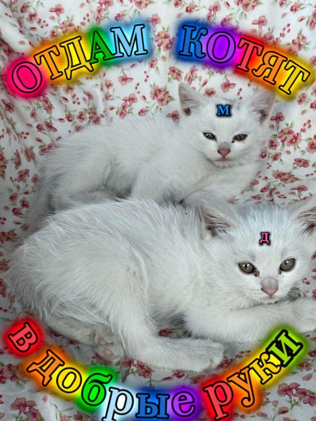 Милые котята ищут дом
