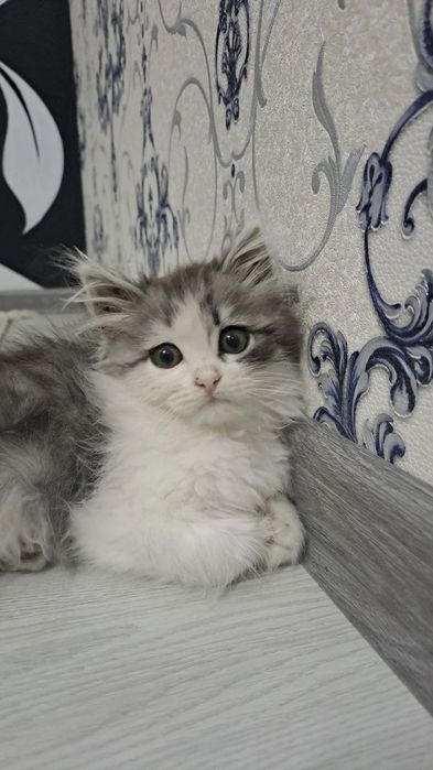 Mushuk. Bepul, yaxshi boqadiganlar uchun.