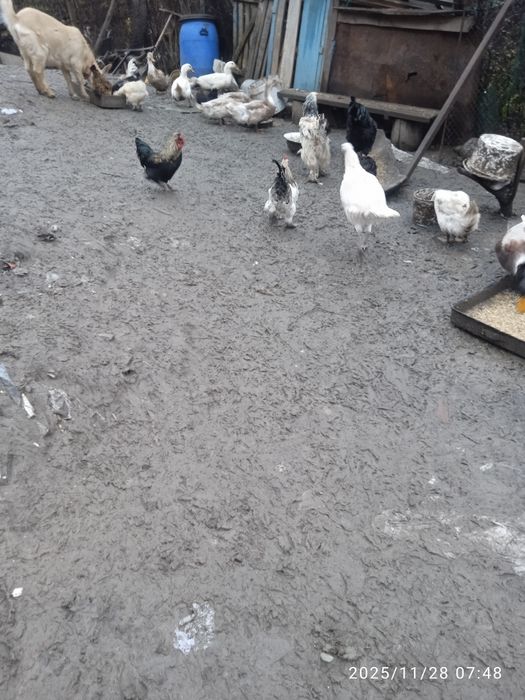 Патенца и пиленца