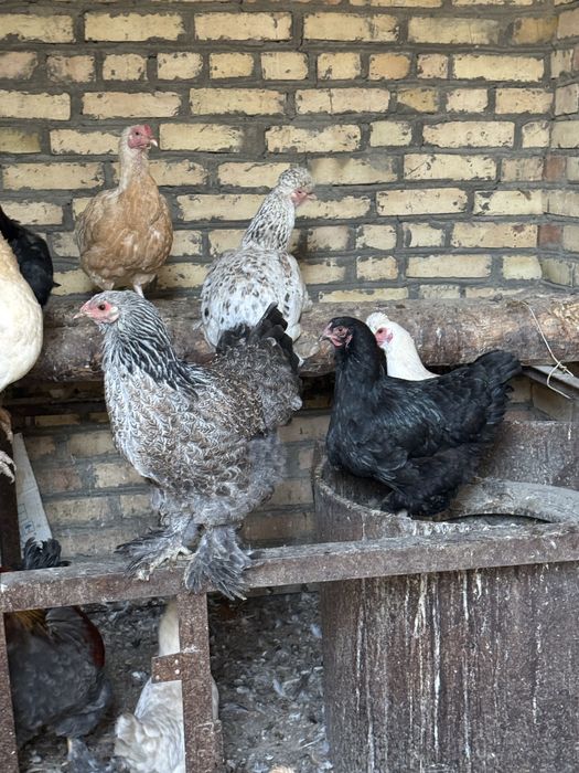 Товуклар хаммаси сотилади