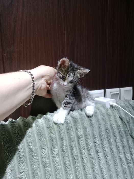 Подросший мальчик под кастрацию