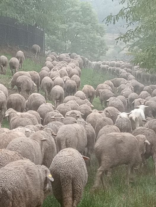Vând oi,capre,berbeci și țapi.