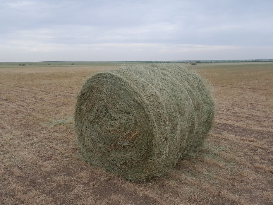 сено Житняк  Еркек шоп