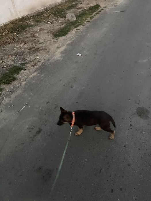 ВЕО сука , 2,5 месяца