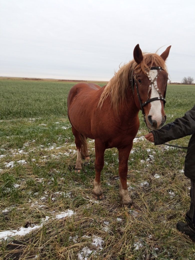 Продам жеребца русский тяж