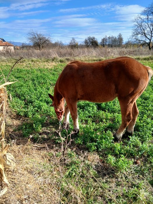 Mânz de 10 luni din părinți foarte buni