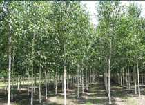Mesteacăn cu coja alba tei mirositor platani plante ornamentale