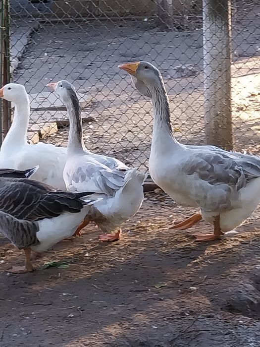 Gascan românesc/holmogor