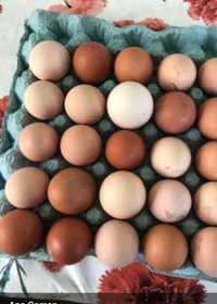 Ouă de casă de vanzare