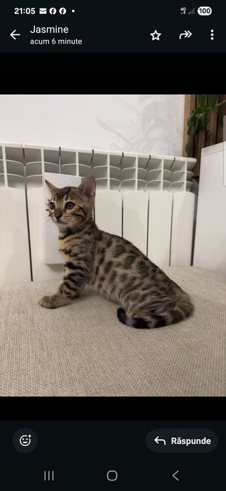 Pui de pisica bengal