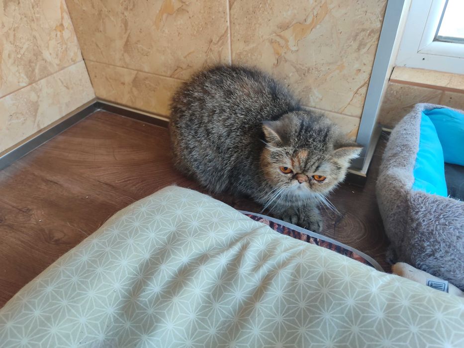 Женски екзотични персийски котки на 4,5 години и 2,5 години.