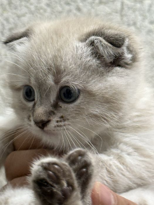 СКОТИШ ФОЛД! 2,5 месяцев