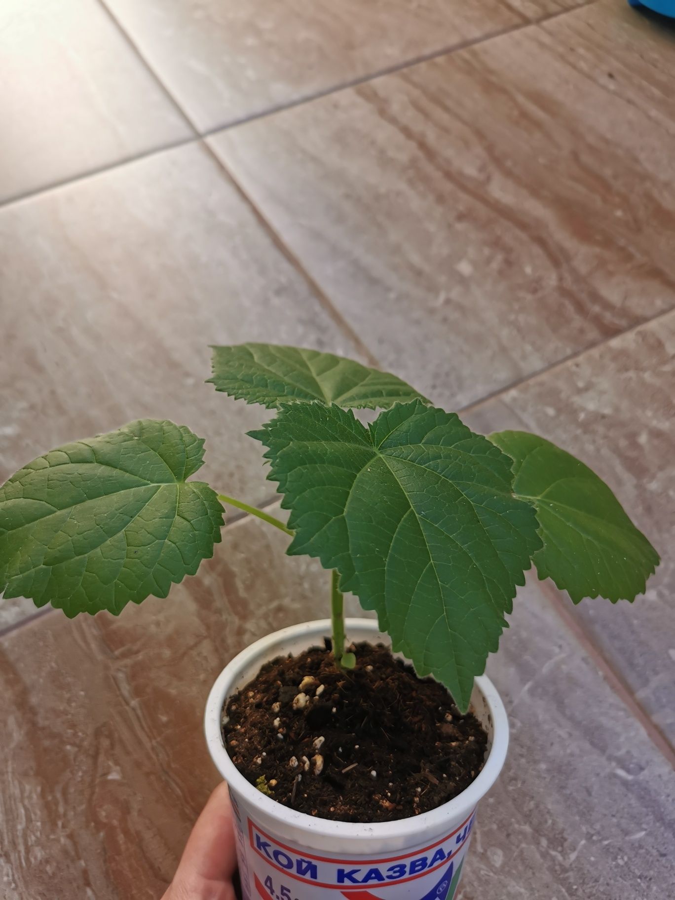 Пауловния Шан тонг /  Paulownia shan tong