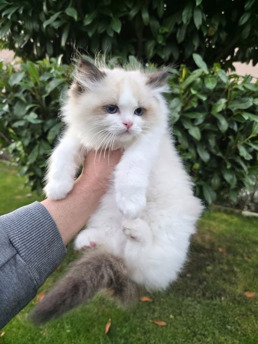 РАГДОЛ/РЕГДОЛ/REGDOL На три месеца женски и мъжки с родословие