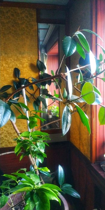 Фикус Шикарное Домашнее Дерево