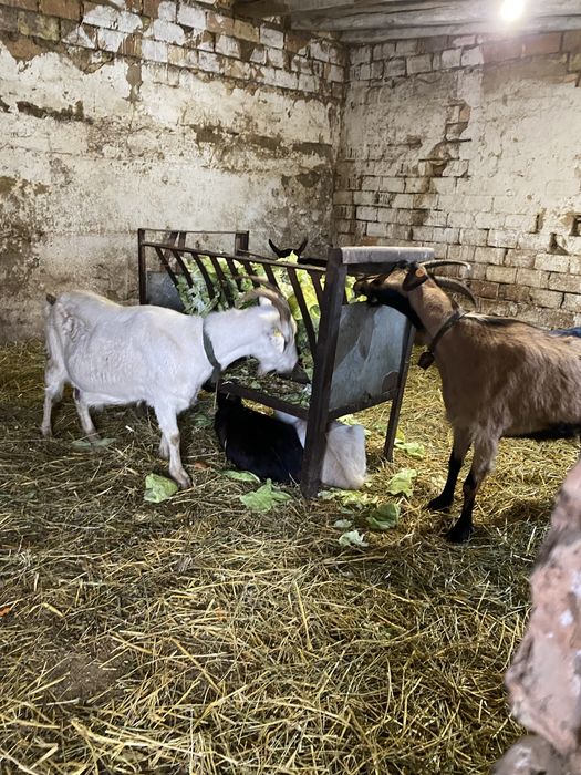Свободни две кози две ярета и един пръч
